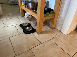 Fuzzy little Bella stands under a kitchen cart to eat her dinner