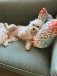 Fuzzy little dog Bella reclines on a grey sofa with her head on a multicolored pillow