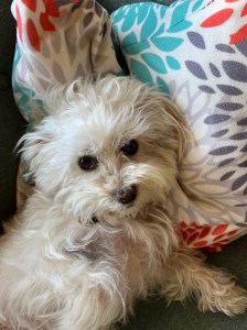 Bella, a fuzzy white dog, relaxes with her head on a multicolored sofa cushion