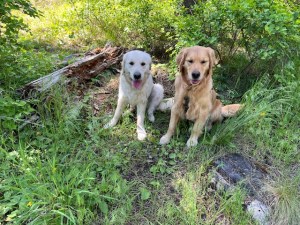 Goldens Dotty and Orly pause for a photo near fallen logs and lots of green plants in the woods