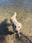White golden retriever Dotty cools off in a clear river with stones at the bottom