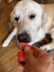 White golden pup Dotty sniffs a pink cube of frozen watermelon