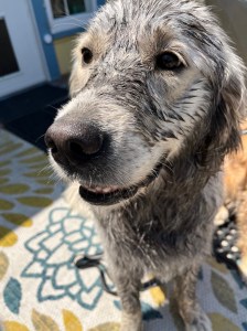 Dotty, a usually white golden retriever, wears a huge smile --- and a generous coat of black mud