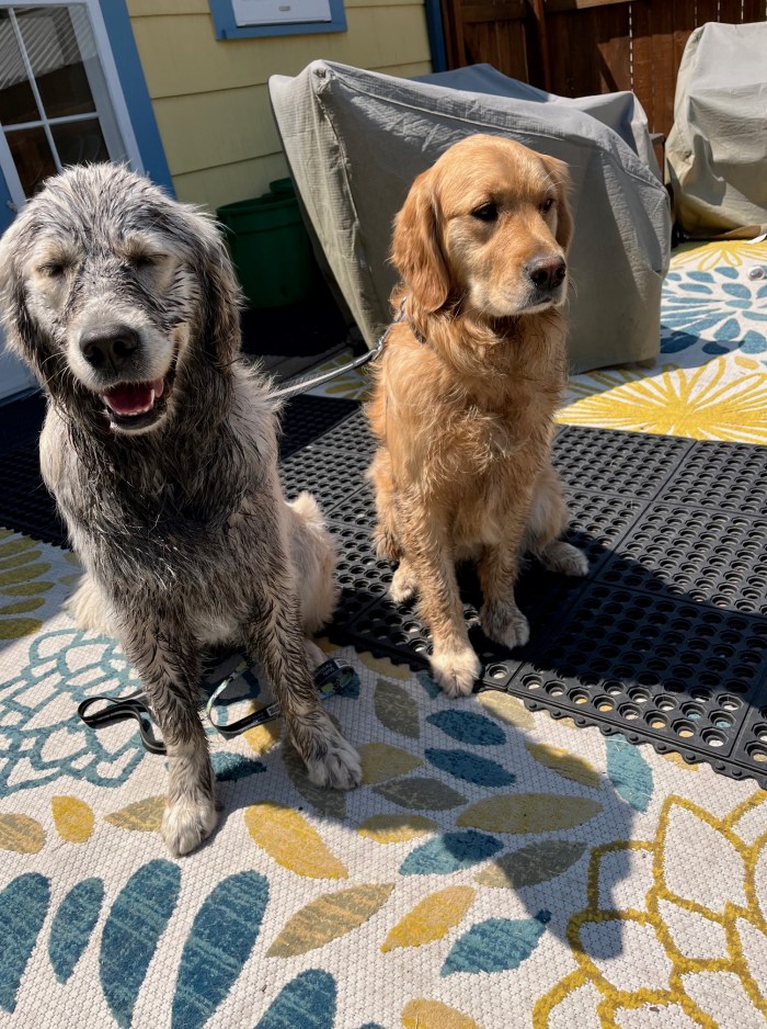 Goldens Dotty and Orly sit on a colorful outdoor rug. Dotty is covered in black mud.