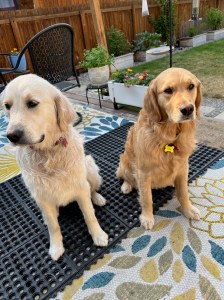 Cleaner goldens sit on the an outdoor rug with grumpy expressions on their faces