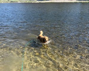 Golden Orly swims in a river with a rock-strewn bottom; her teal leash trails in the clear water