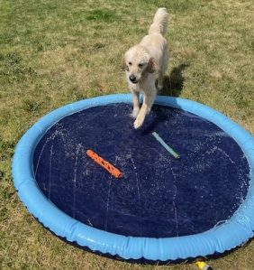 White golden Dotty puts a tentative paw on the edge of her blue splash pad. An orange toy and a blue one are in the water.