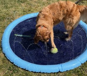 2-year-old golden Orly paws an oversize tennis ball on a blue splash pad with streams of water spraying her
