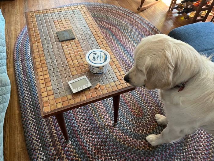 Dotty, a white golden retriever, looks at a table with a timer, a plastic container of treats, and one small dog biscuit