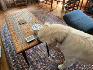 Dotty, a white golden retriever, eats a small biscuit that was on a table with her sound work timer and treat box
