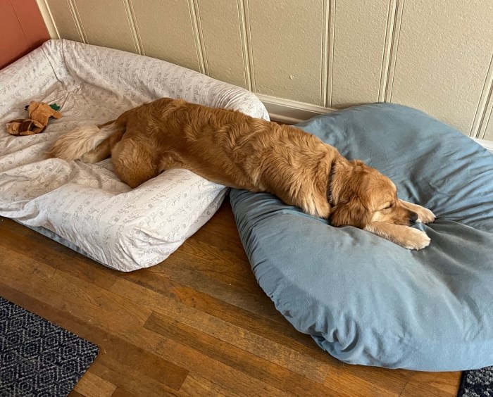 Golden retriever Orly sprawls across two dog beds 