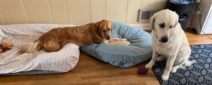 Golden retriever Orl, stretched across two dog beds, looks at white golden retriever Dotty, who sits next to one bed looking sad