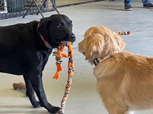 Black Lab Hildy offers an orange and yellow tug rope to golden puppy Millie