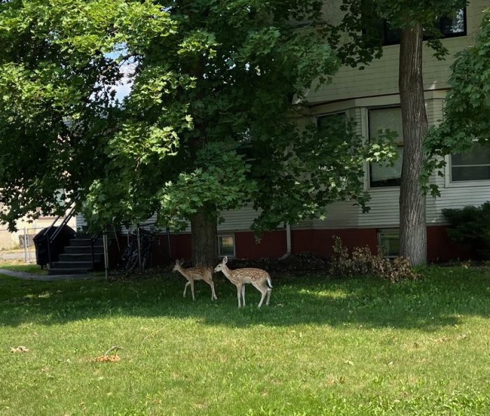 Spotted twin fawns stand in front of maple trees on a green lawn