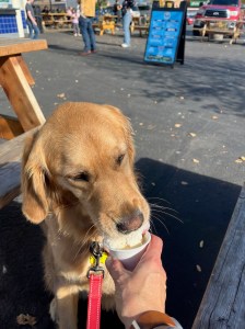 Golden Orly enjoys a small cup of ice cream