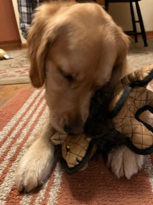 Golden Orly cuddles her new bison stuffed toy, a beige stuffed animal