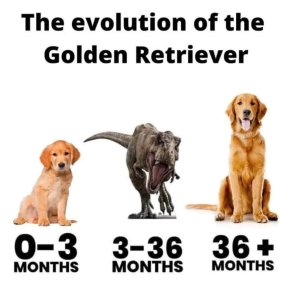 Graphic showing adorable golden retriever puppy at 0-3 months, a velociraptor from 3-36 months, then a perfectly behaved adult golden at 36+ months