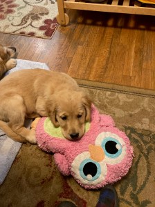 puppy Orly rests her head on a pink stuffed owl