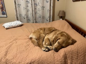 Golden ORly curls up on a tan bedspread, her head on my pillow; her own pillow in a white case, behind her