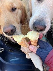 Goldens Dotty and Orly lick small ice cream cones