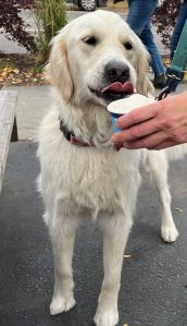 White golden Dotty licks a scoop of ice cream from a blue cup