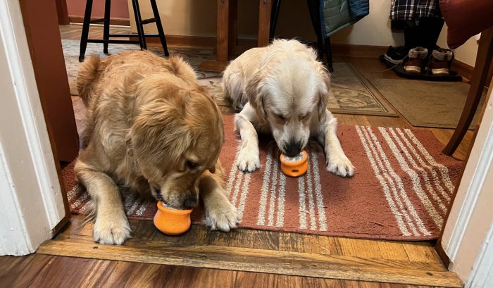 Golden retrievers Orly and Dotty lick their orange toppl toys to get the food out