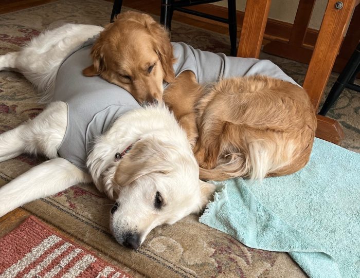 Goldens Dotty and Orly snuggle. Both wear gray sweaters. Orly rests her head on Dotty's hip.