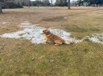 Orly lies on a small, thin patch of snow surrounded by brown grass