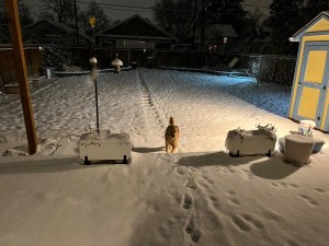 Orly climbs onto her back deck, tail wagging, in early morning darkness; the snow-covered yard is behind her