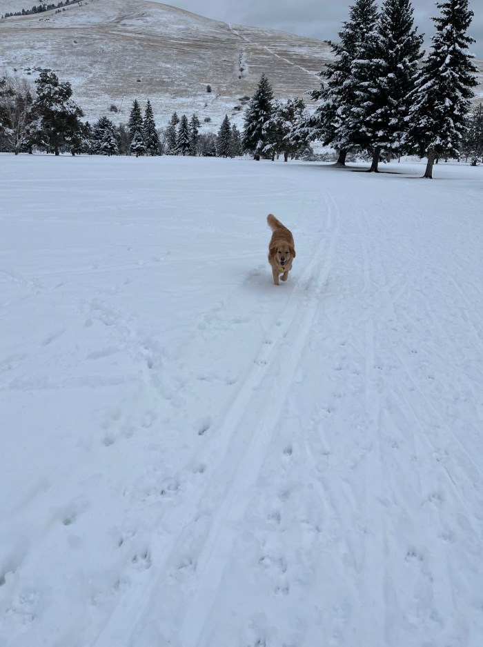 Golden retriever Orly runs on a snowy field, tail wagging