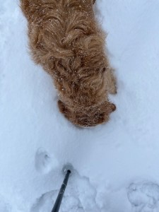 Golden Orly dunks her entire head into deep snow to get a sniff