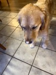 Orly, standing on a tile floor, covered in snow, looks sad in anticipation of being dried off.