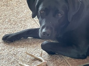 Guiding Eyes Hildy, a black Lab, lying on a tan rug, shows off her new antler