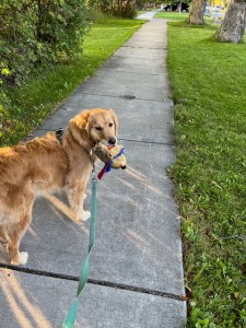 Orly, a golden retriever, holds the hedgehog toy and looks back at me. We're connected with a light blue leash.