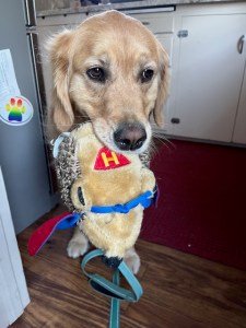 Orly with the beloved Super Hedgie, adopted when found on a walk