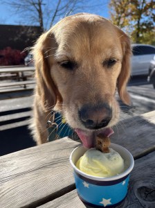 Golden retriever Orly licks yellow ice cream from a blue and white cup