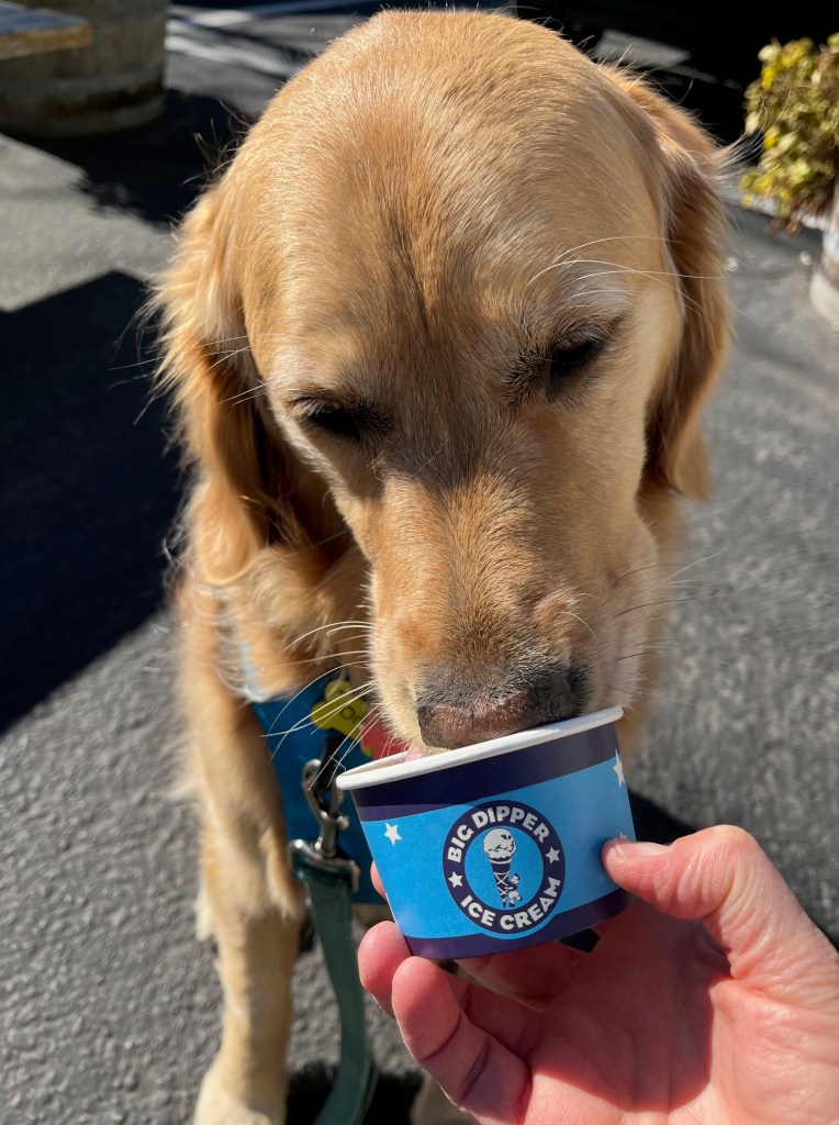 Golden retriever Orly enjoys licking yellow-cake flavored ice cream out of a blue cup