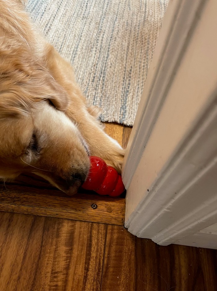Golden retriever Orly uses a white-painted door frame to hold her red Kong toy in place so she can easily lick out the peanut butter and kibble filling.