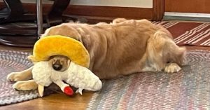 Orly holds a white lamb toy in her mouth while, her mouth stuck through the hole, an orange donut toy covers her eyes